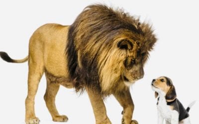 ההבדל בין אריה לכלב