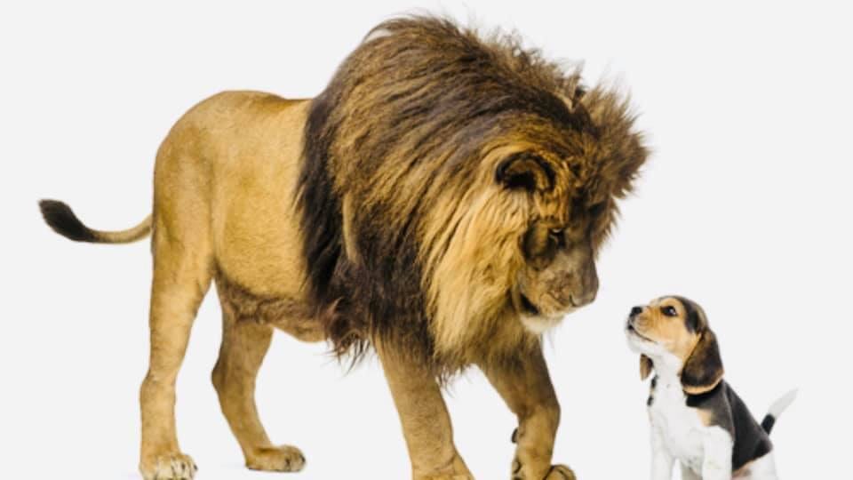 ההבדל בין אריה לכלב